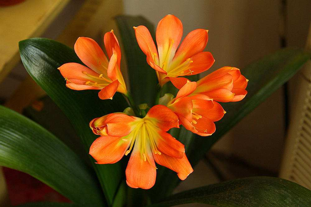 这3种花最爱醋, 每次来一斤, 叶片绿的油汪汪!