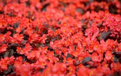 这几种植物千万不要给它们的叶片浇水, 浇了立马挂掉!