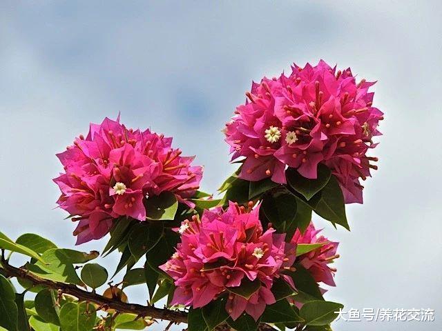 三角梅换盆之后枝叶不断干枯低垂, 用这些方法才能拯救