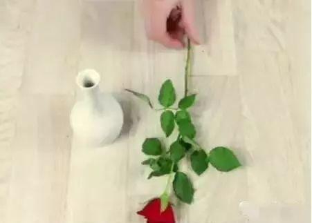 收到的玫瑰花不要丢, 插在土豆上, 最后居然出现这样一幕!