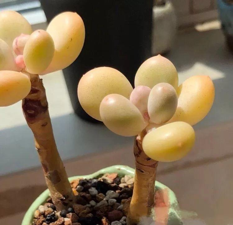 这10种多肉, 各个颜值爆表, 全都想搬回家!