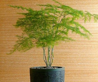 文竹最喜“甜”, 一勺“糖水”喝上, 绿枝嫩芽爬满墙!