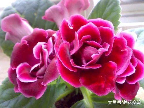 养在阴凉的阳台也能开出艳丽大花的落雪泥, 不养一盆就亏大了