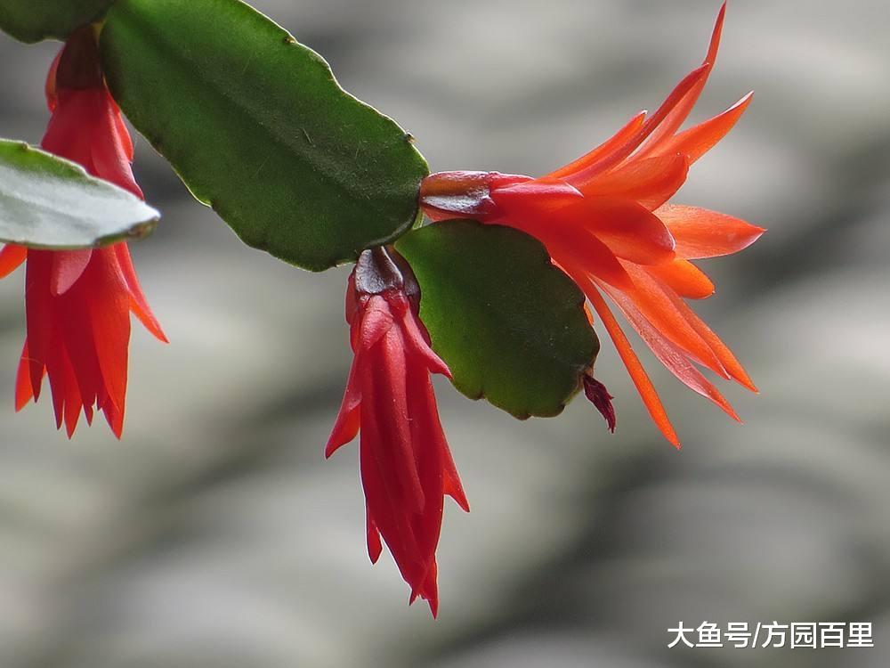 高贵优雅的冬季花卉——蟹爪(zhao)兰