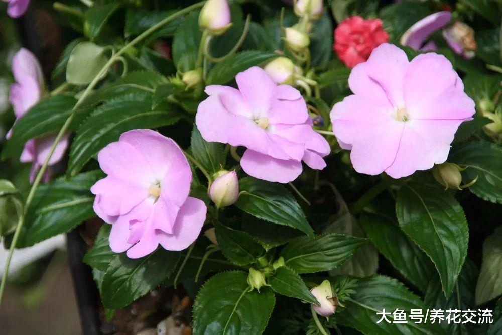 凤仙花养在半阴处就能经常开花, 轻松开成一片红色花海