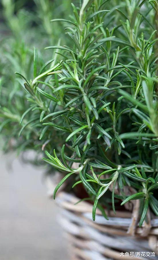 15种可以赶跑害虫的驱虫植物, 观赏性比很多开花植物都强