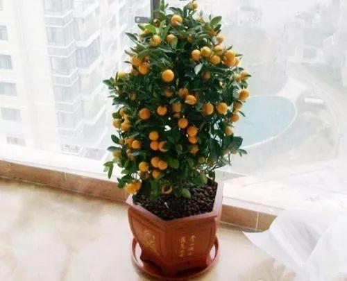 狗年在家里摆上这么几盆植物, 才能旺上加旺, 红红火火过日子!