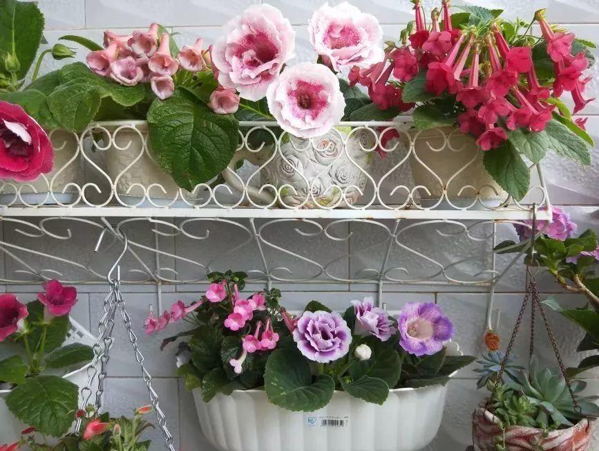 这花没太阳也能开, 随手摘片叶子, 就能长出一大片!