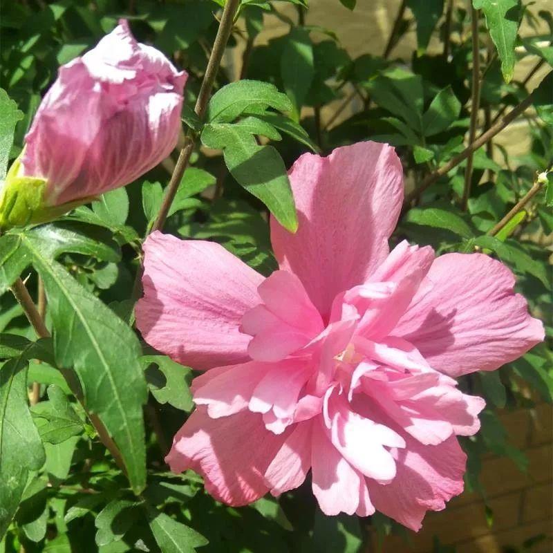 木槿花开了, 还有一股鸡肉味儿, 不这样吃可惜了!