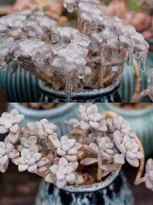 多肉冻成“冰棍”, 教你一招, 快速化冻不黑腐!