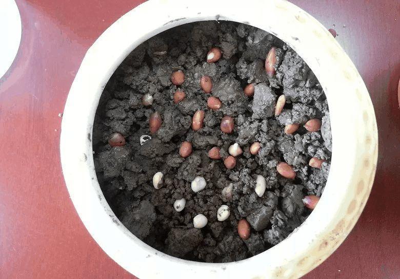 家里养盆它, 清香去异味, 果子吃一口比拔火罐还管用!