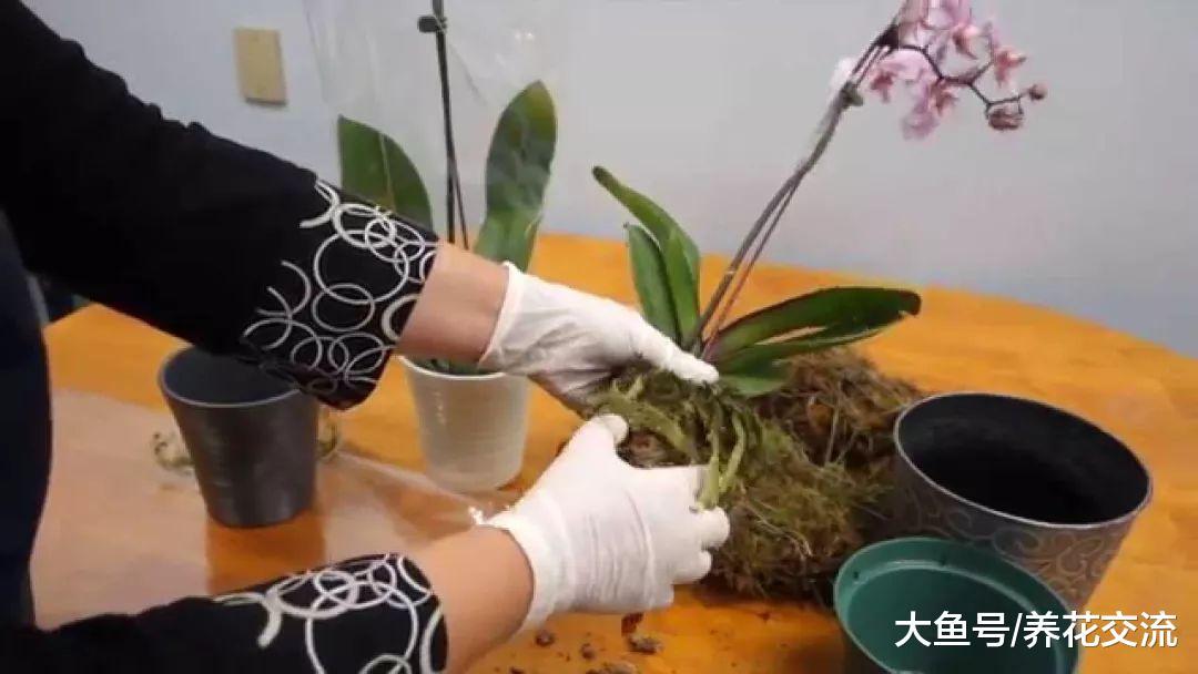 蝴蝶兰的花朵开败之后, 如何在一两个月后再次开花呢?