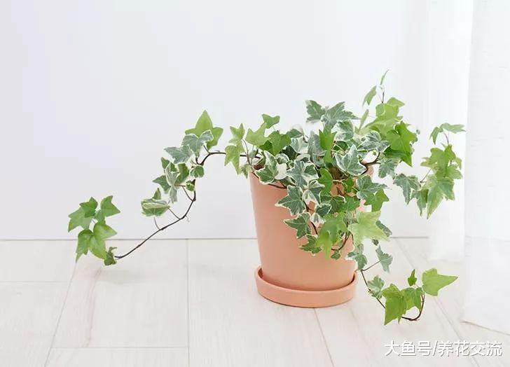 能够在室内轻松养活的7种爬藤植物, 养成窗台上的吊盆花最适宜