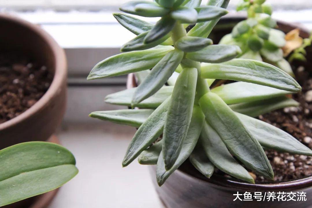 将多肉植物养死的七大原因, 你做错了哪一点