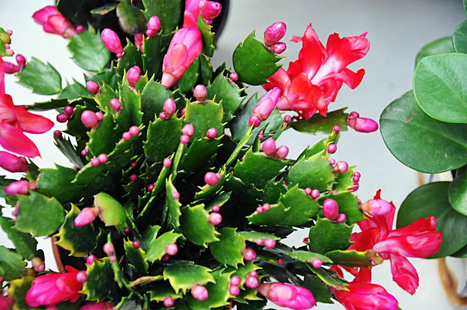 这3种花最爱醋, 每次来一斤, 叶片绿的油汪汪!