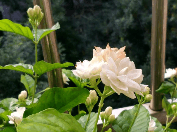 茉莉徒长爱减肥? 快治一治, “胖”起来满屋都飘香!