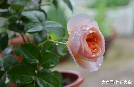 月季越养越丑? 那就给它剪一刀, 轻松养满盆!