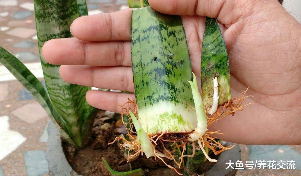 肉桂用来养花的6大好处, 从幼苗到枝条扦插都可以用上