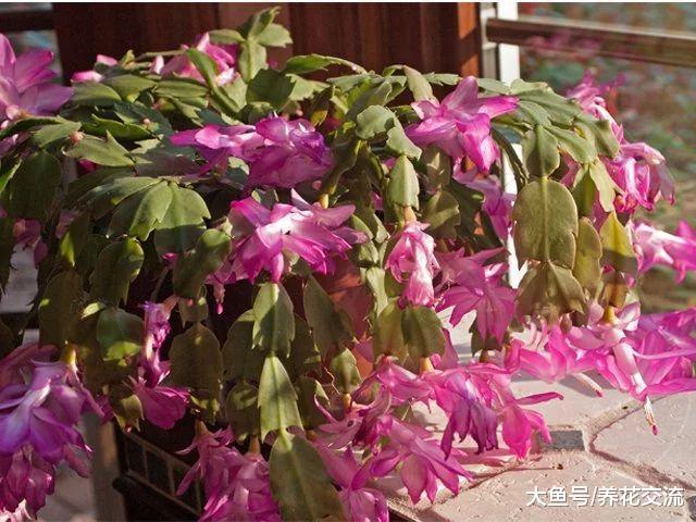 蟹爪兰开花之后掌握这几个技巧, 让它花朵保鲜更久