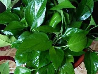 花肥不如这种“废料”, 浇一次肥效足, “植株”棵棵长势旺!