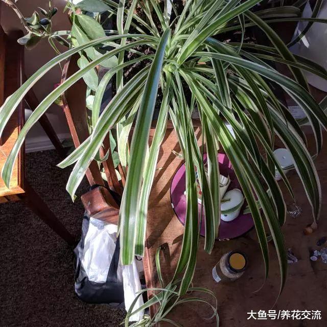 室内养护的吊兰出现叶子干尖的状况, 不处理还容易造成叶黄、枯萎