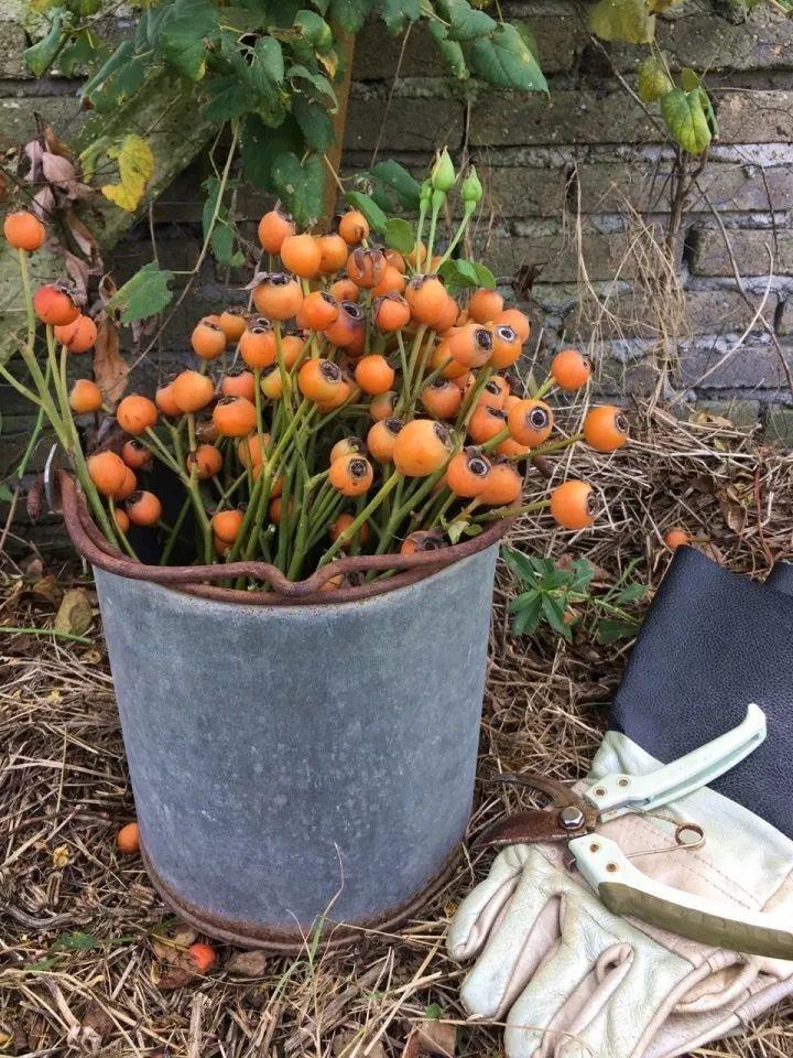 月季长金弹子, 长寿结芝麻, 摘下放冰箱, 能种整面墙!