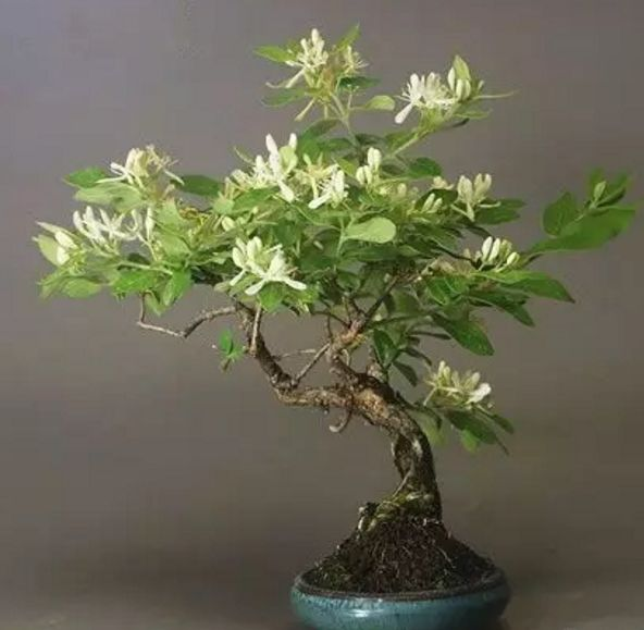 这4种漂亮花养家里, 浇点水呼呼长, 都能养10年!