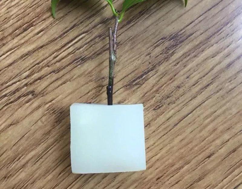 气温骤降10℃, 你家的花再不管, 秋冬肯定只剩盆!