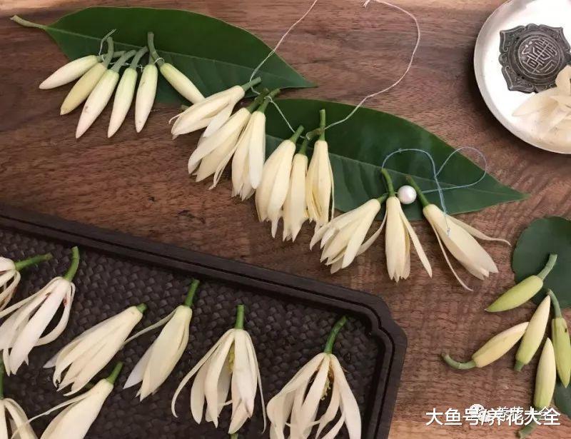 种一棵白兰花, 简单养养就开花, 满屋都是香飘飘!