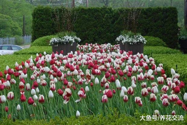 春天正开花灿烂的几种球茎花卉, 适合种院子和盆栽的开花植物