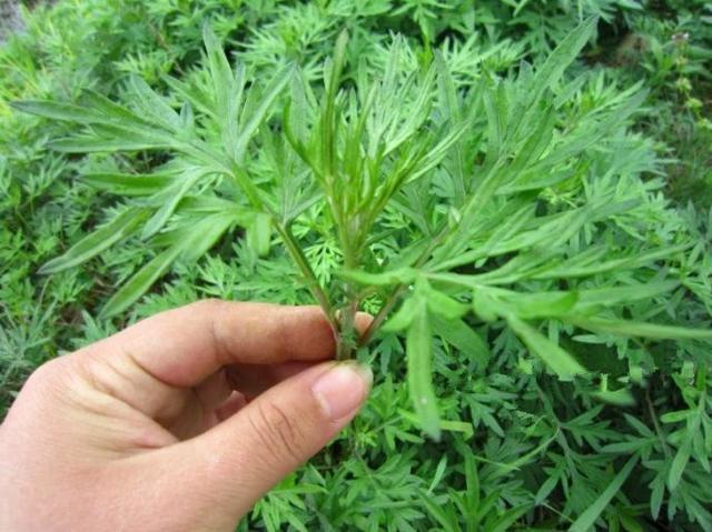 他三伏天连续用艾草泡脚, 一周后身体有奇怪的变化!