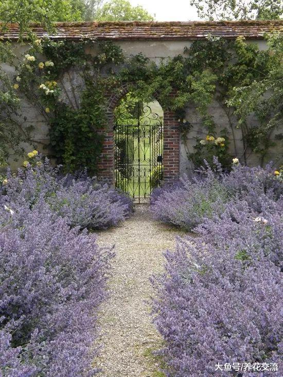 15种可以赶跑害虫的驱虫植物, 观赏性比很多开花植物都强