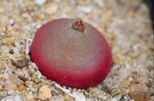 看一眼绝对忘不掉的多肉, 养一盆就跟养了一座富士山一样!