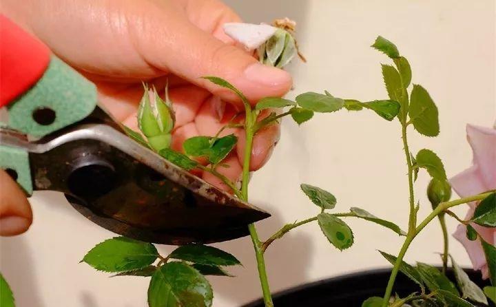 老花匠教你养月季, 花后剪一刀, 来年窜枝猛开花!