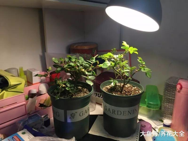 栀子月季不开花? 学1招, 想开几次开几次!