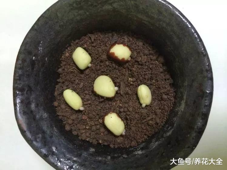 路边落的种子捡回家, 泡一泡丢盆里, 没想到长成了小森林!