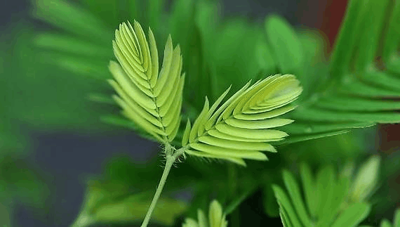 家里养花也有危险! “毒花”千万不能要, 看看这4种花你家中招没