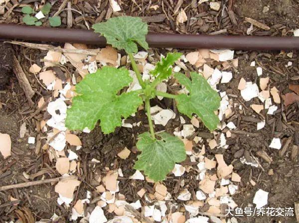 鸡蛋壳用在园艺里的6大用处, 可变成肥料和驱虫的材料