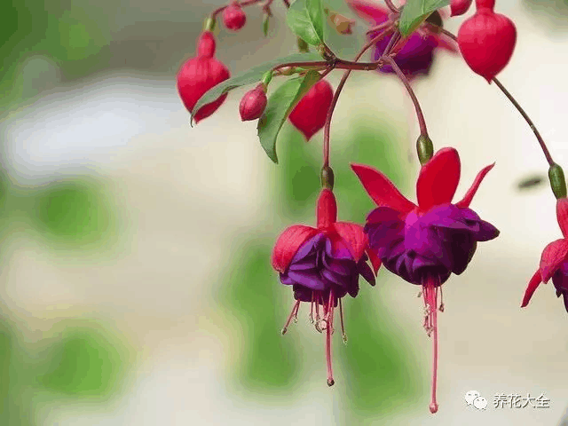 这4种花天一热就赴死, 开个风扇, 立马就爆花骨朵!