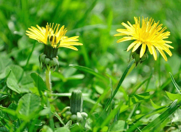 蒲公英虽好, 用来泡水时, 要注意这2个“误区”! 为家人收藏!