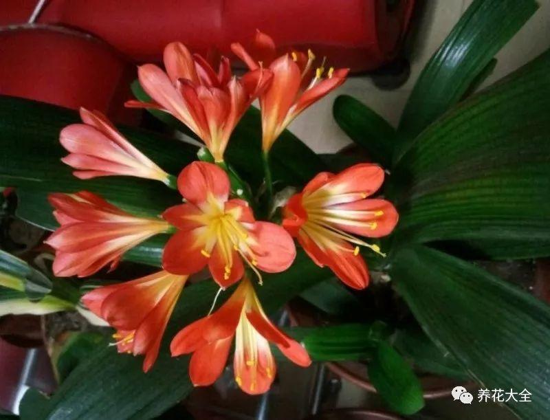 还在买君子兰? 随手掰一下, 1盆变多盆!