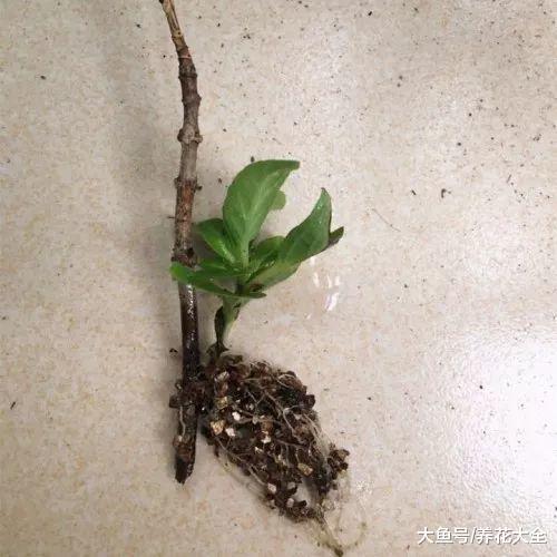 室内绣球这么养, 剪个枝种十盆, 一分钱不花!