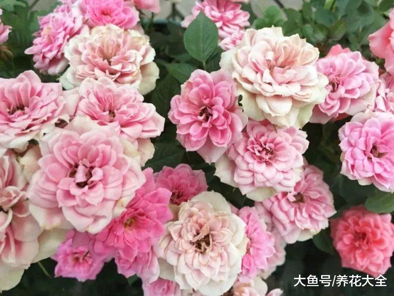 栀子月季不开花? 学1招, 想开几次开几次!