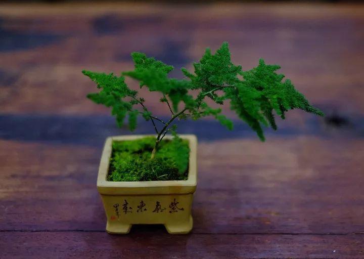 文竹个子越矮越值钱, 养成土肥圆, 最后卖出了这个价格!