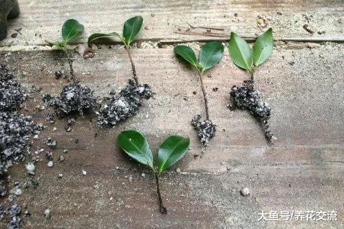 用茶花的枝条扦插繁殖, 几个月养成新的盆栽茶花
