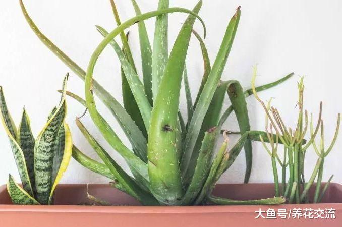 如何避免养死多肉植物, 在室内环境下能养好多肉盆栽么?