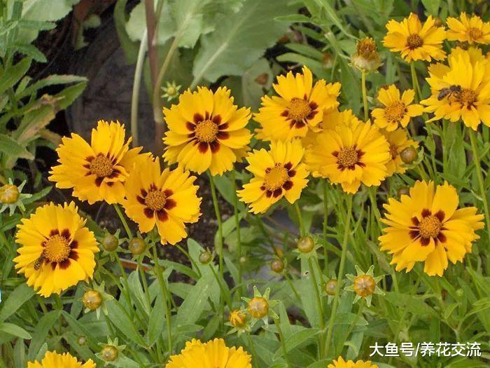 下面这9种植物不用怎么管理都能生长良好, 特别耐旱的花卉