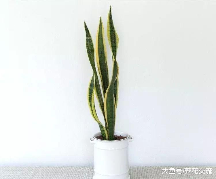 放在卧室里能够在晚上净化空气的虎皮兰, 一两个月不浇水都没关系