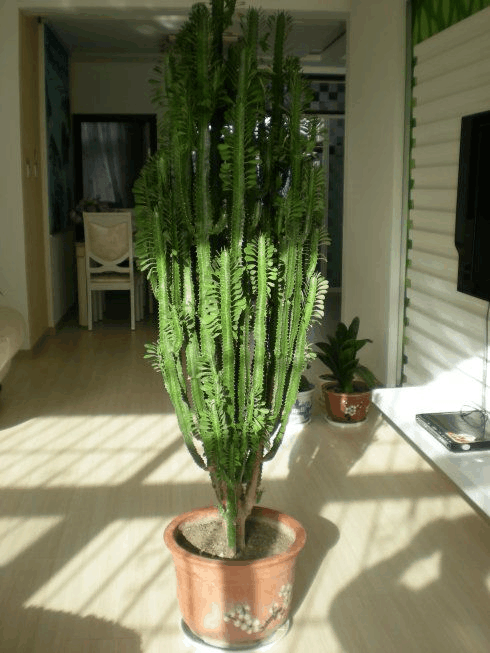此植株是“吸尘器”, 甲醛污染全吸走, 能窜几米高!