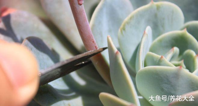 多肉铜钱草开花后赶紧剪, 否则立马死翘翘了!